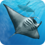 icon Ocean Dream