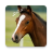 icon Horse sounds 1.24