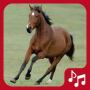 icon Horse sounds